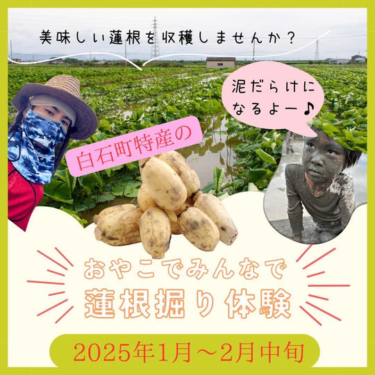 泥だらけになろう！！レンコン掘り体験