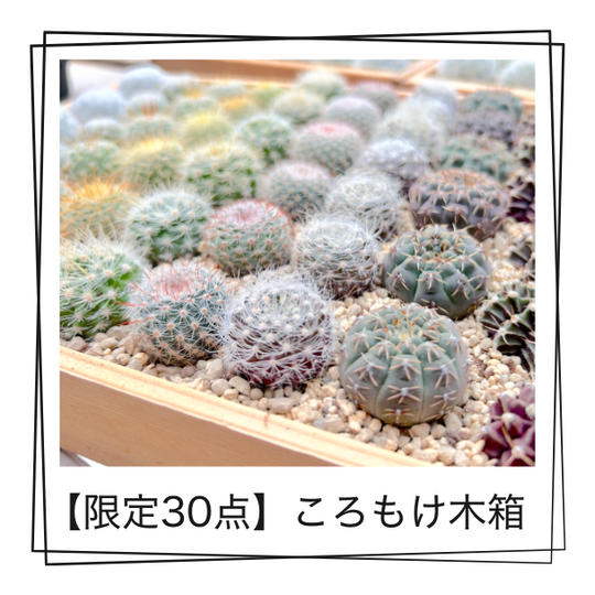 ころもけ木箱　オンライン限定販売