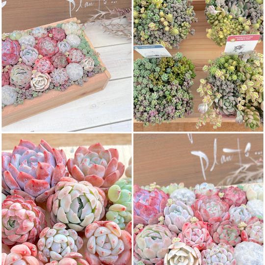 スペシャル寄せ植え木箱　オンライン限定販売