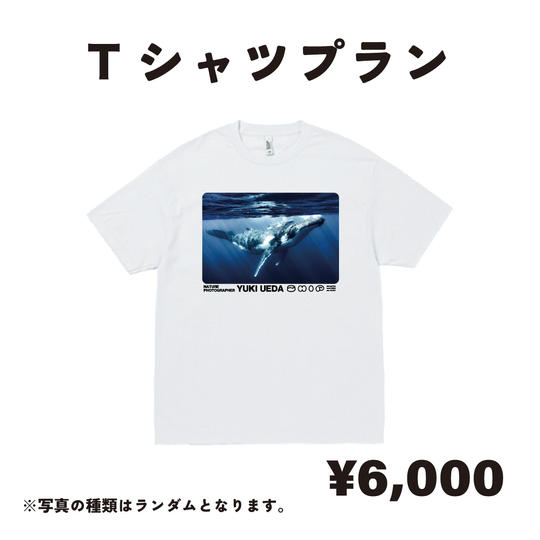 【Tシャツ】