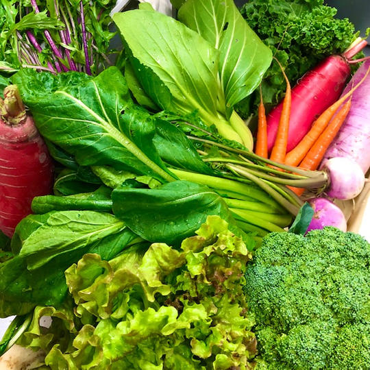 野菜収穫体験4名様