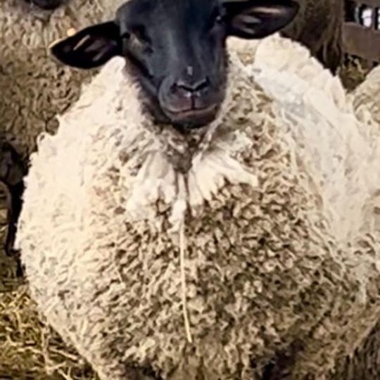 羊毛1頭分