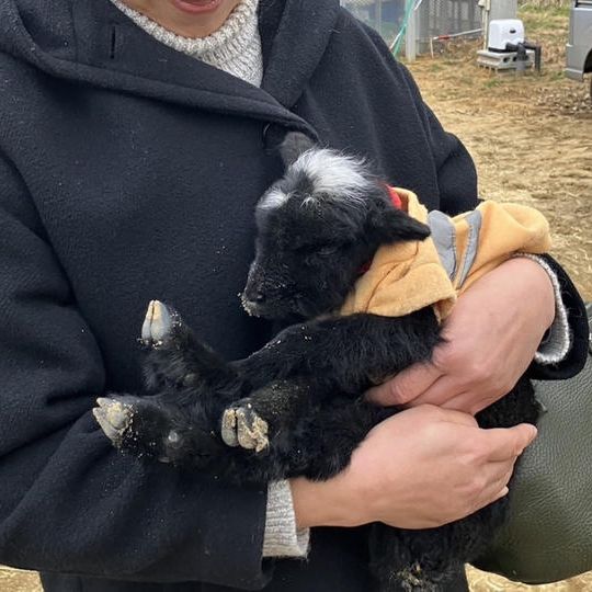 羊のお世話体験2名様