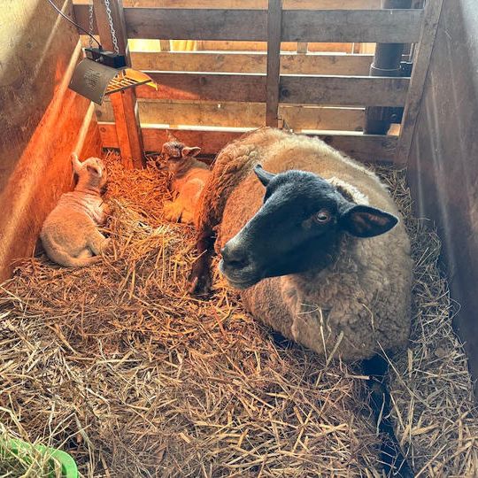 羊のオーナー権