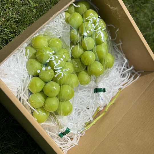 🍇 ¥8,000コース｜山梨の絶品フルーツ🍑【ぶどう】