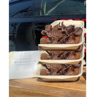 【希少！】埼玉県産生きくらげ「あの日のはごたえ」3パック