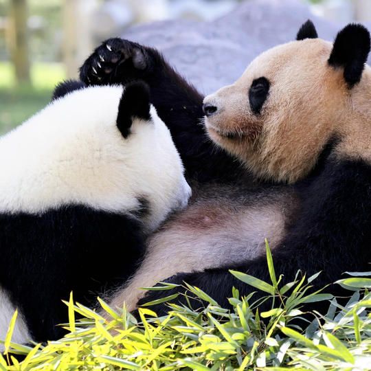 おこころざしコース