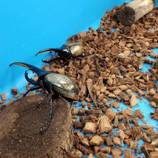 1134 移動昆虫館［幼稚園・保育園にプレゼントしませんか？］