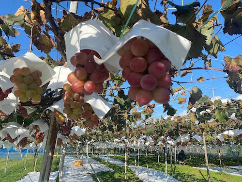 先行予約】中川村NFTツアー 参加権（限定10名） - (長野県中川村