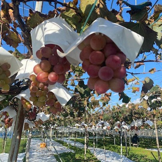 【先行予約】中川村NFTツアー 参加権（限定10名） 