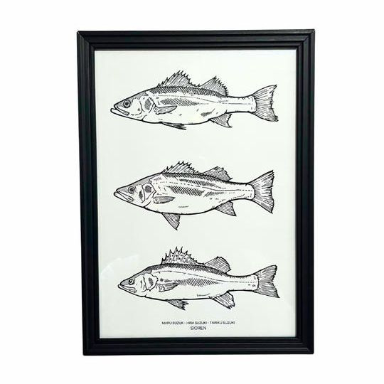 三種の神魚（マル・ヒラ・タイリクスズキ（A４アートポスター）