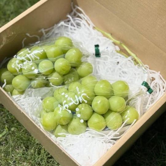 ⑦ 市川マキさん☆農家女子のつくる最高のフルーツ・シャインマスカット