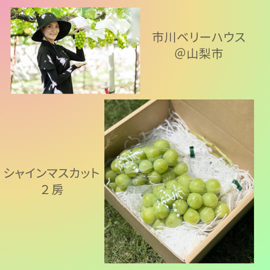 ⑤ 旬の贈り物！山梨県産シャインマスカット（２房）