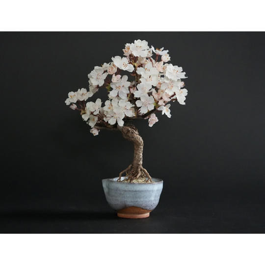 ドライ盆栽® 桜「お花見」