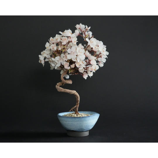 ドライ盆栽® 桜「美麗」