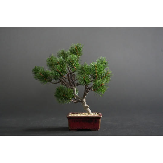 ドライ盆栽® 松「海風」