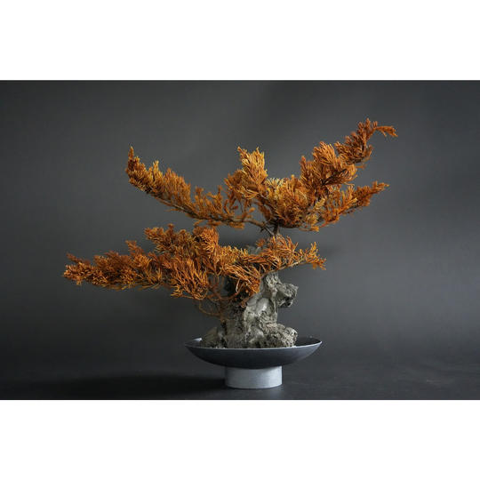 ドライ盆栽® 「黄金」石付き/揖斐川高級石