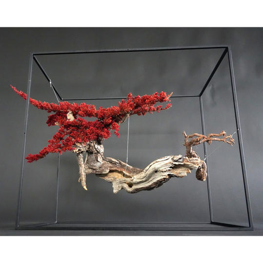 ドライ盆栽® 「赤龍」フレーム型/壁掛け可