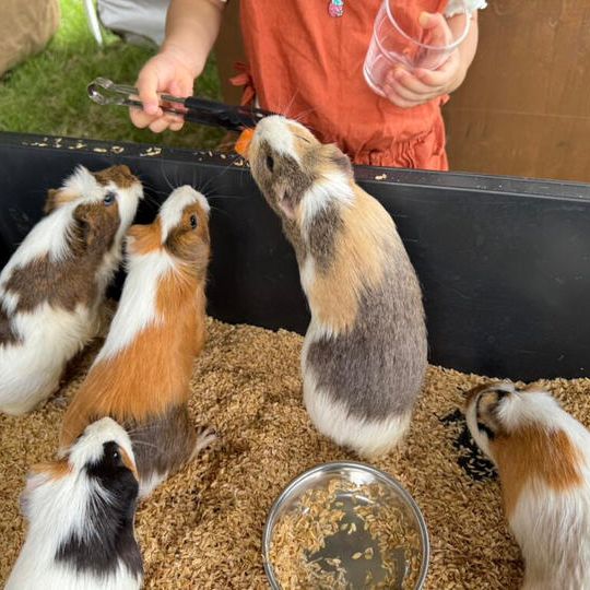 動物への餌ギフト