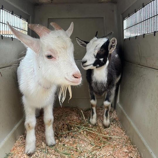 アニマル命名権（ヤギ）