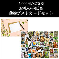 ② 5,000円：お礼の手紙＆動物ポストカードセット