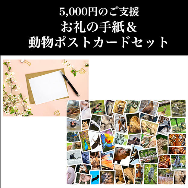 ② 5,000円：お礼の手紙＆動物ポストカードセット
