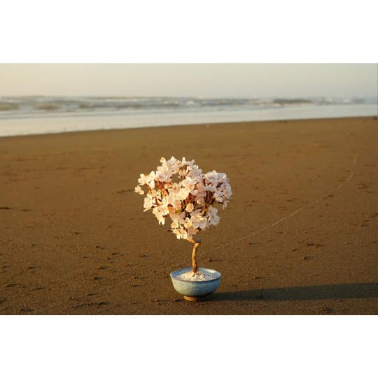 ドライ盆栽® 桜「美麗Ⅱ」