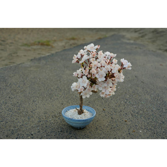 ドライ盆栽® 桜「お花見Ⅱ」