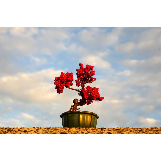 ドライ盆栽® 「豊潤」