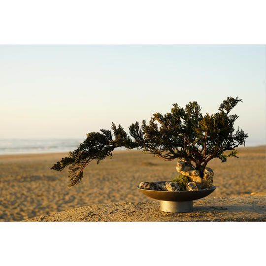 ドライ盆栽® 「石上縮景」/揖斐川高級石