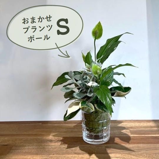 おまかせプランツボールS