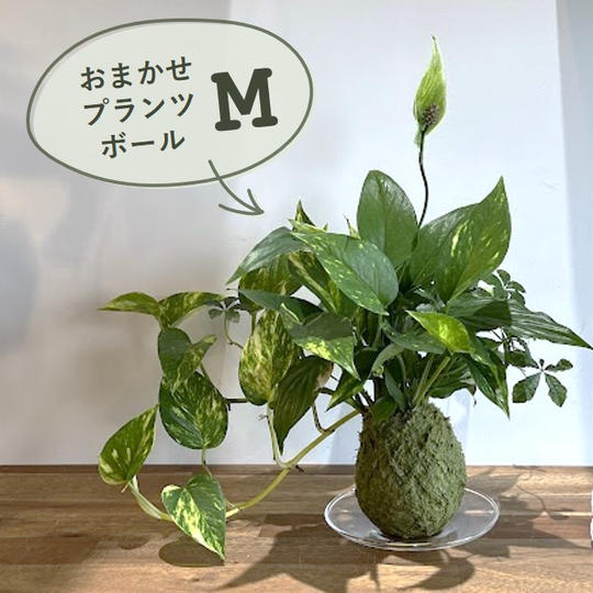 おまかせプランツボールM