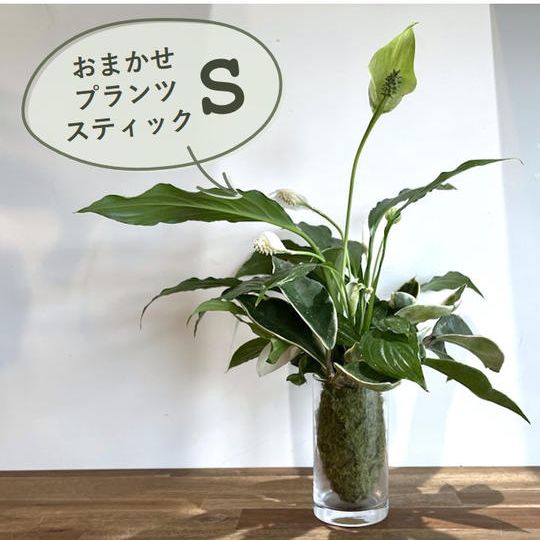 おまかせプランツスティックS
