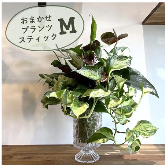 おまかせプランツスティックM