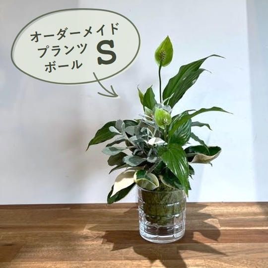 オーダーメイドプランツボールS