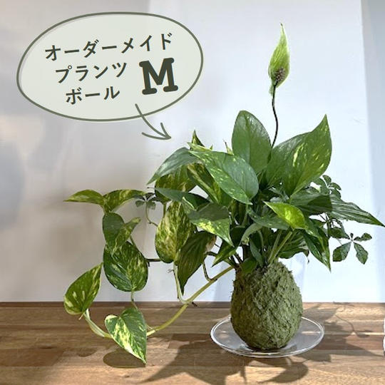 オーダーメイドプランツボールM