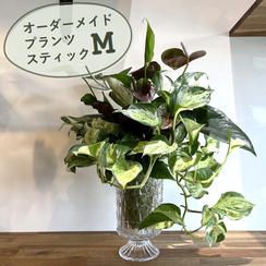 オーダーメイドプランツスティックM