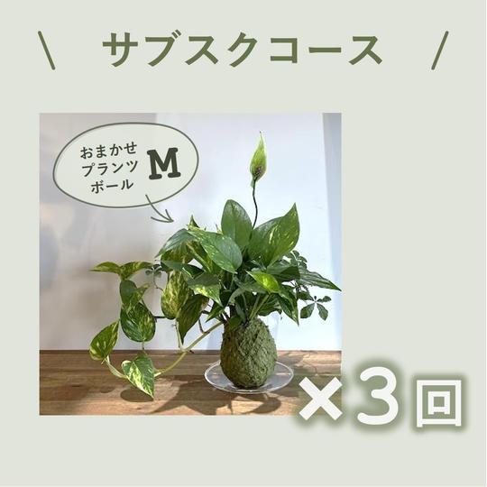 サブスクコース(プランツボールM×3回)