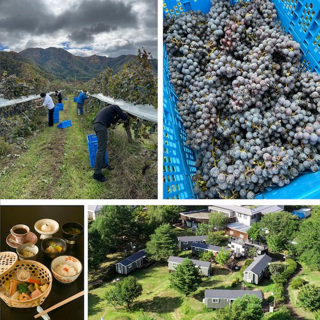 体験コースＤ：ワインブドウ収穫体験と地元割烹でのランチ券＆温泉宿泊券