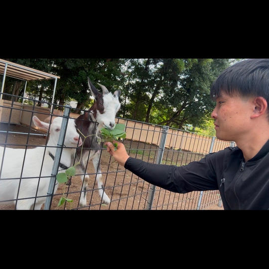 アニマル動画集