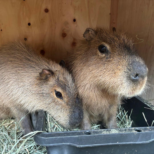 アニマル命名権（カピバラ）