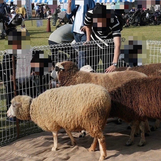 アニマル命名権（ヒツジ）