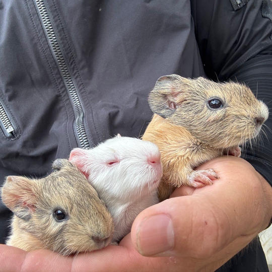 アニマル画像集