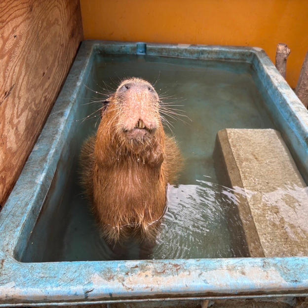 カピバラの毛