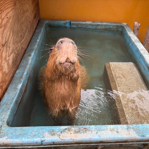 カピバラの毛