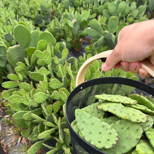 食用サボテンの苗