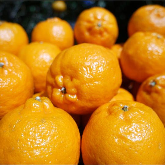 【連合加盟 No.51】静岡県松崎町『松崎のブランド柑橘【永久ぽんかん】5kg』