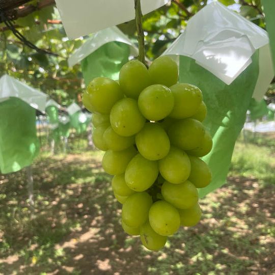 【連合加盟 No.15】長野県中川村『宮下ぶどう園のシャインマスカットBOX』