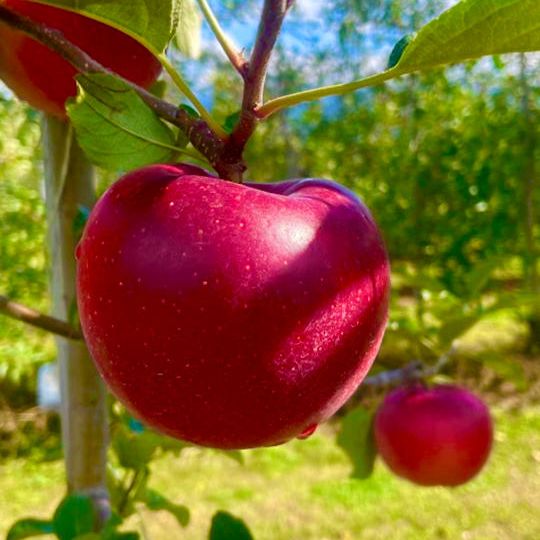 【連合加盟 No.15】長野県中川村 林檎（家庭用） 5kg