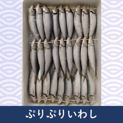 ぷりぷりいわし